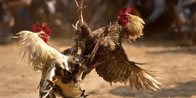 Cảnh đá gà truyền thống Việt Nam