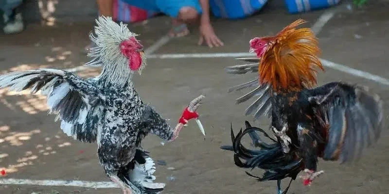 Đá gà truyền thống Việt Nam