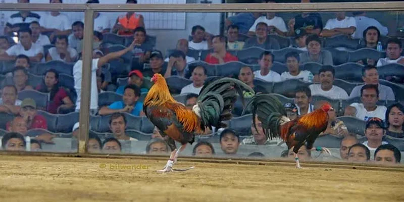 Ưu thế của 58win