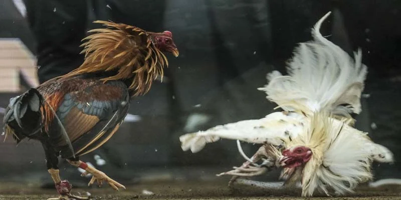 Hành trình người dùng tại 58win