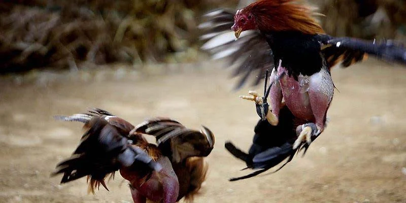 Cộng đồng đá gà tại Việt Nam