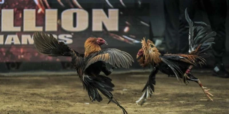 Đạo đức trong cá cược đá gà