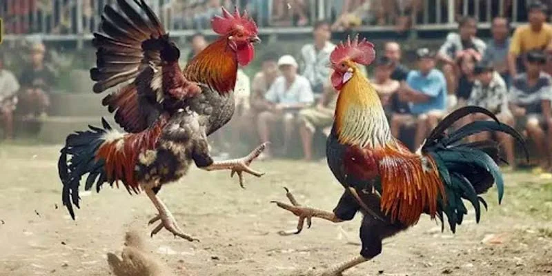 Công nghệ và mở rộng cộng đồng đá gà